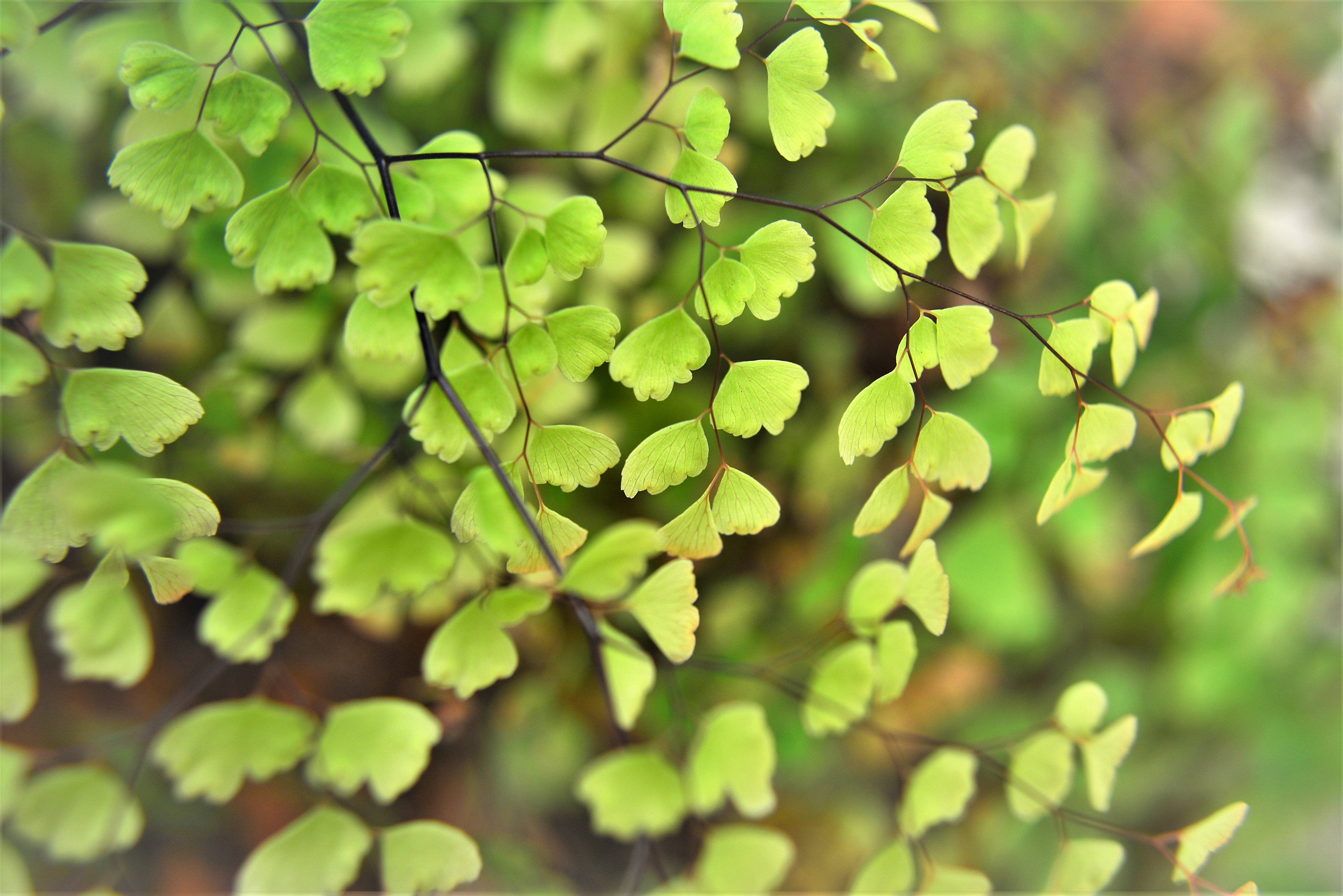 Feriga Părul Maicii Domnului, Adiantum Raddianum
