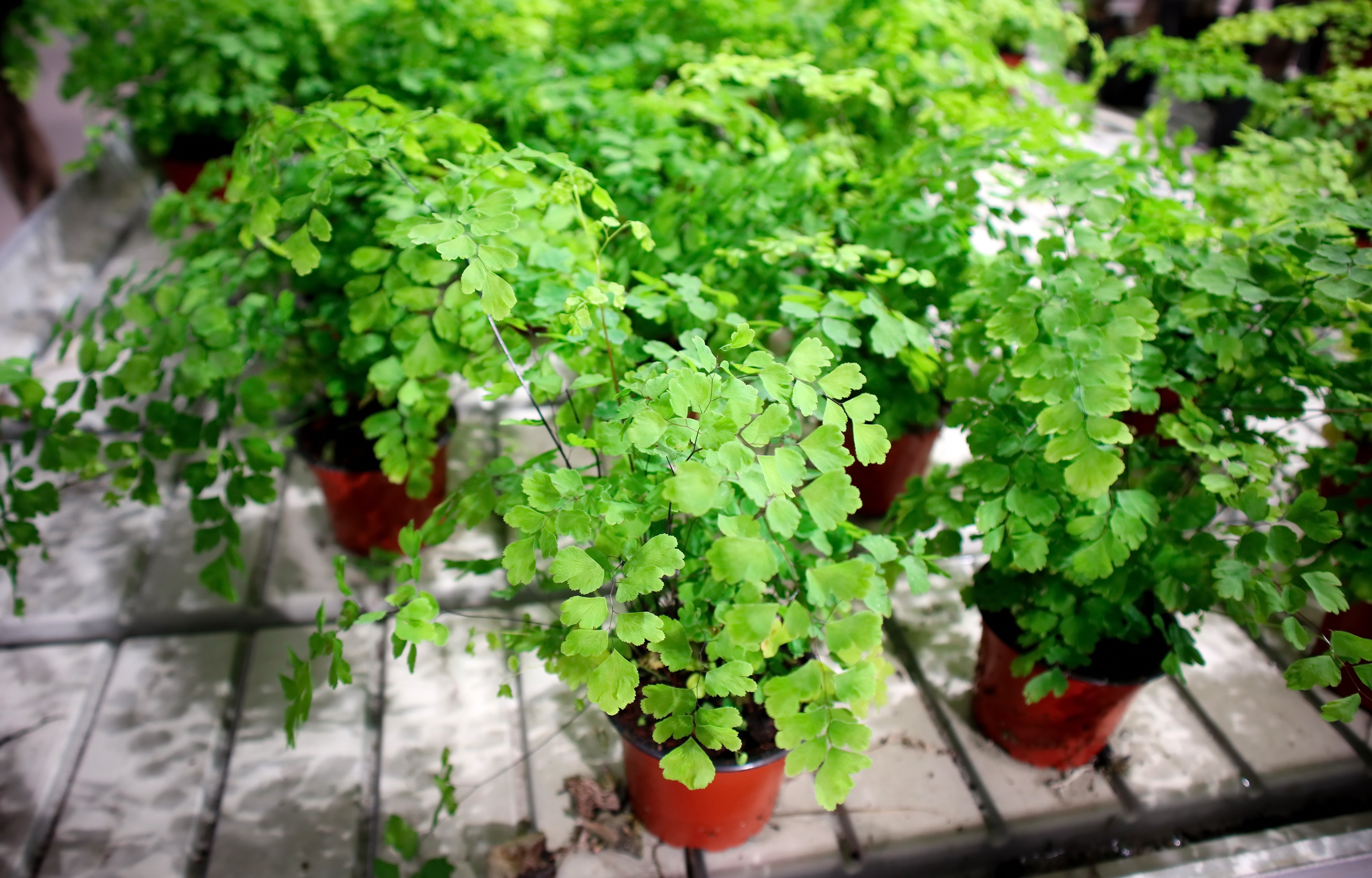 Feriga Părul Maicii Domnului, Adiantum Raddianum