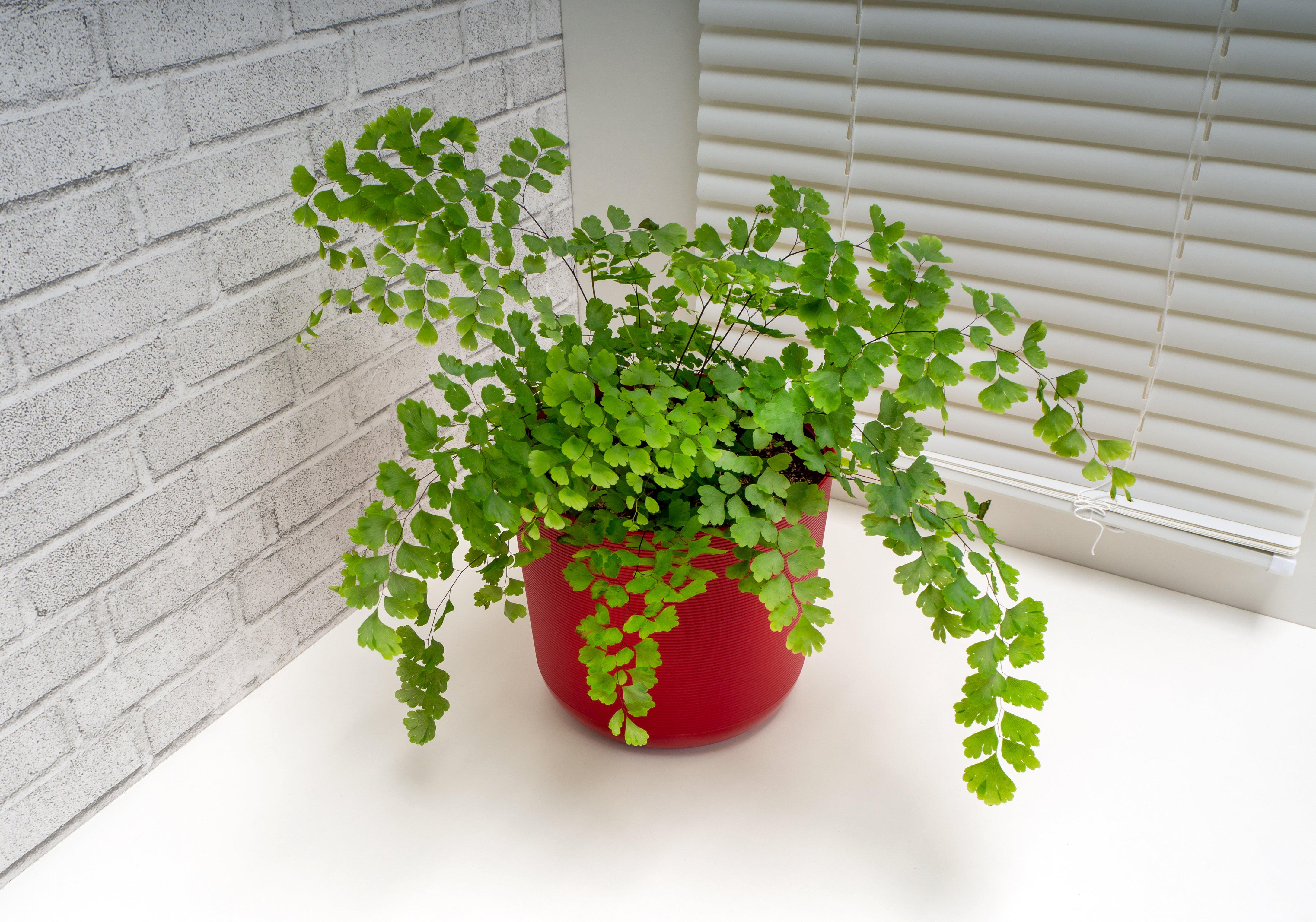 Feriga Părul Maicii Domnului, Adiantum Raddianum