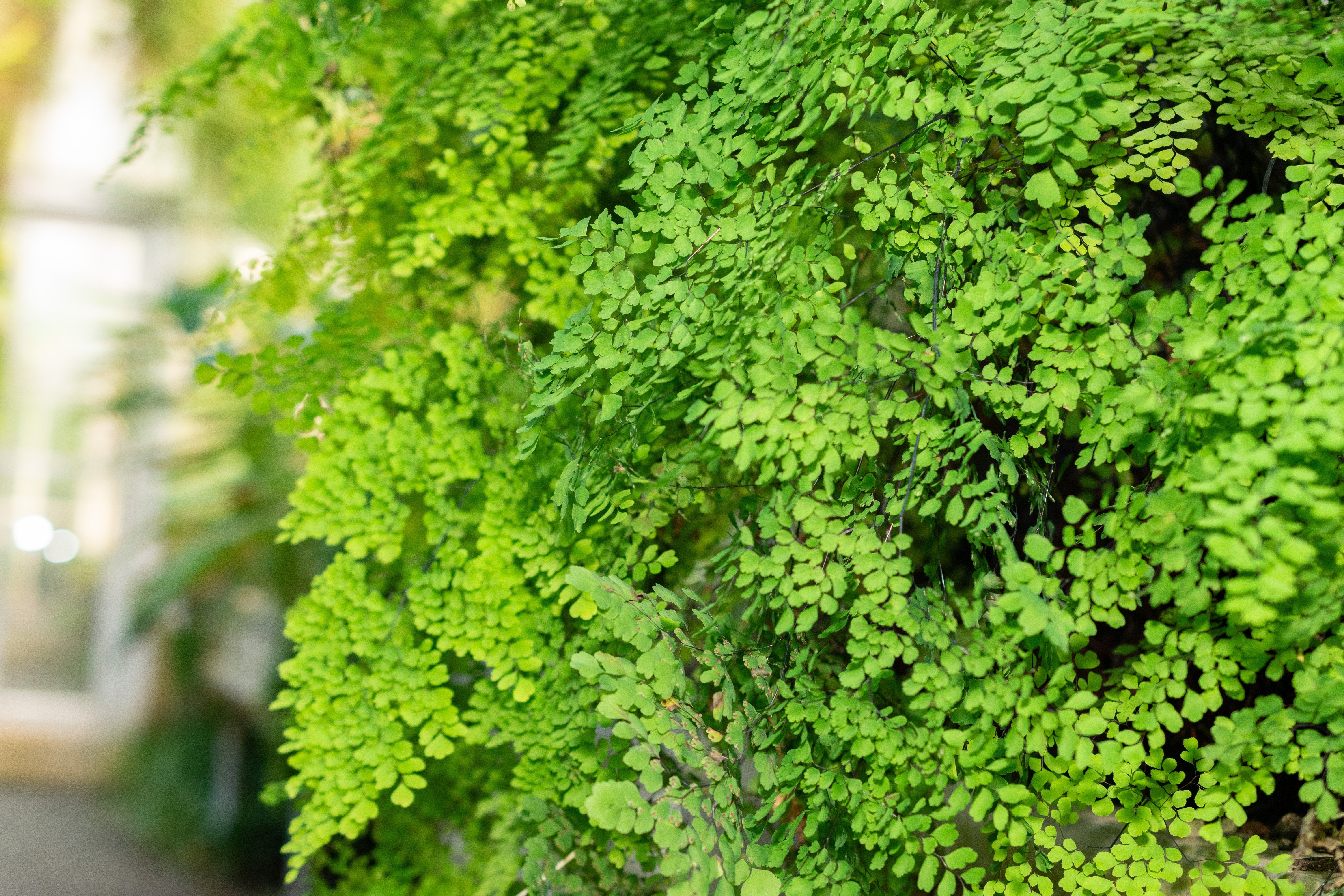 Feriga Părul Maicii Domnului, Adiantum Raddianum