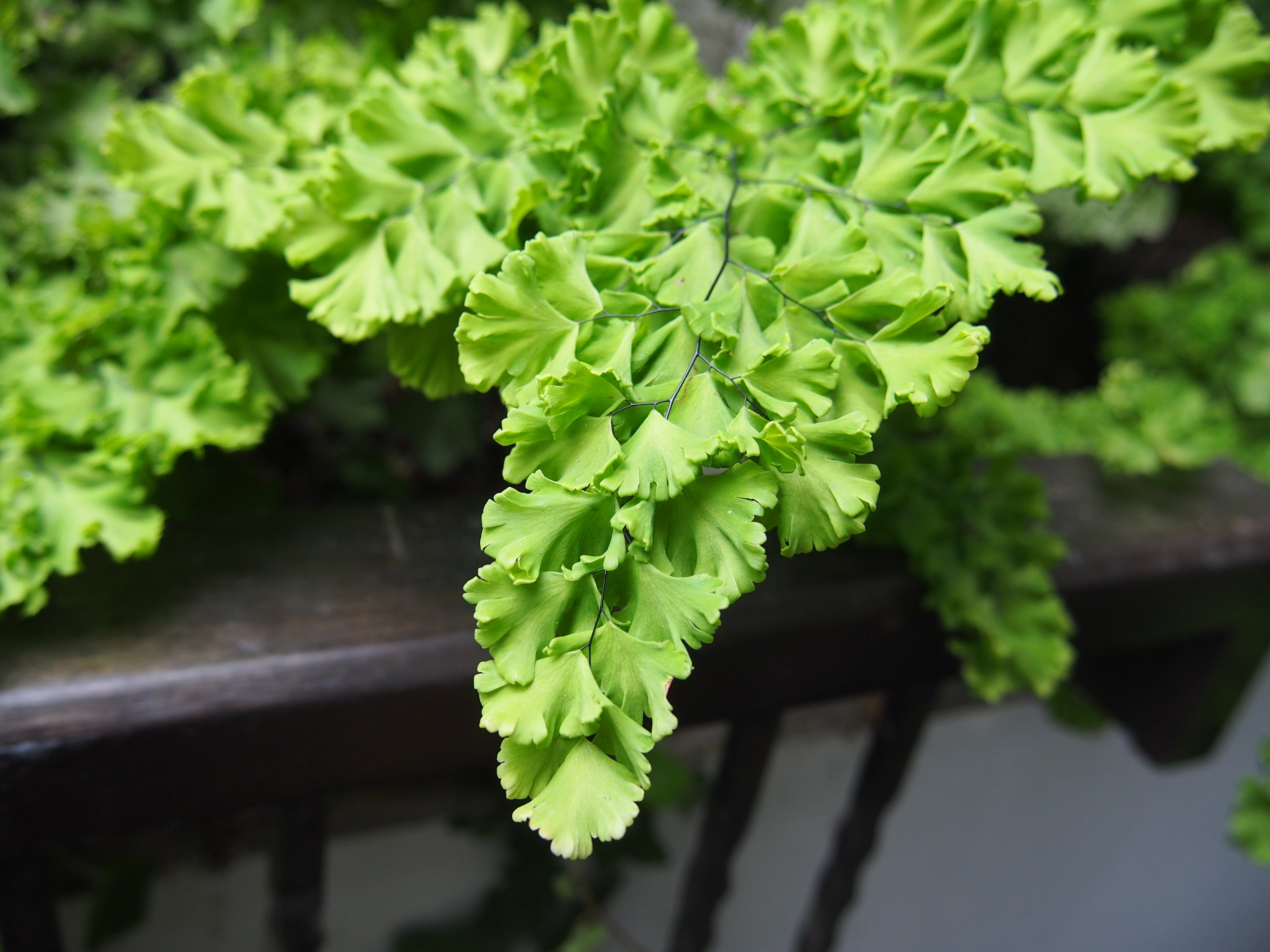 Feriga Părul Maicii Domnului, Adiantum Raddianum