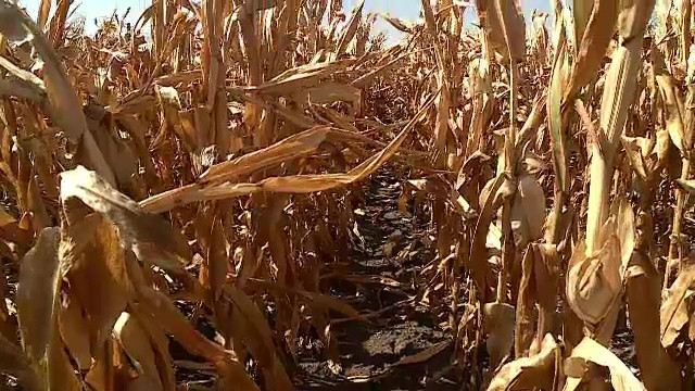 România cere ajutor de la UE pentru a-i ajuta pe fermierii afectați de secetă: ”Este mai grav decât în anii trecuți”