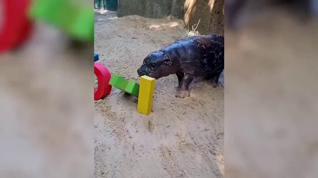 Campanie pentru numele unui hipopotam mic. Starul de la Real Madrid care a fost de acord să-l ”boteze”