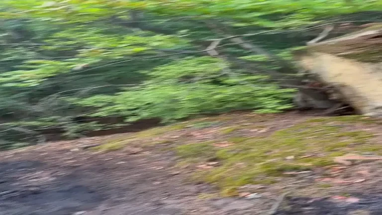 Incendiu de pădure în apropiere de Băile Olăneşti, într-o zonă greu accesibilă. VIDEO