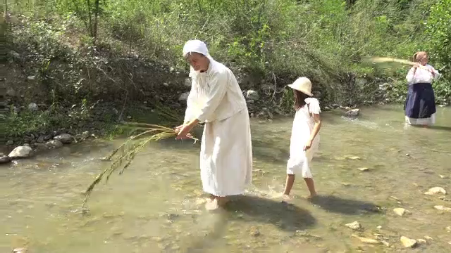 Un sat din Alba ține în viață tradiția cultivării cânepii. Care sunt beneficiile uleiului de cânepă