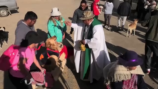 Căței din toate rasele au fost duși de stăpânii lor la o biserică din Bolivia. Cum au reacționat animăluțele