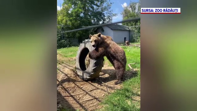 Urșii Baloo și Bella fac furori la Grădina Zoologică din Rădăuți. Cascadoriile lor i-au încântat pe vizitatori