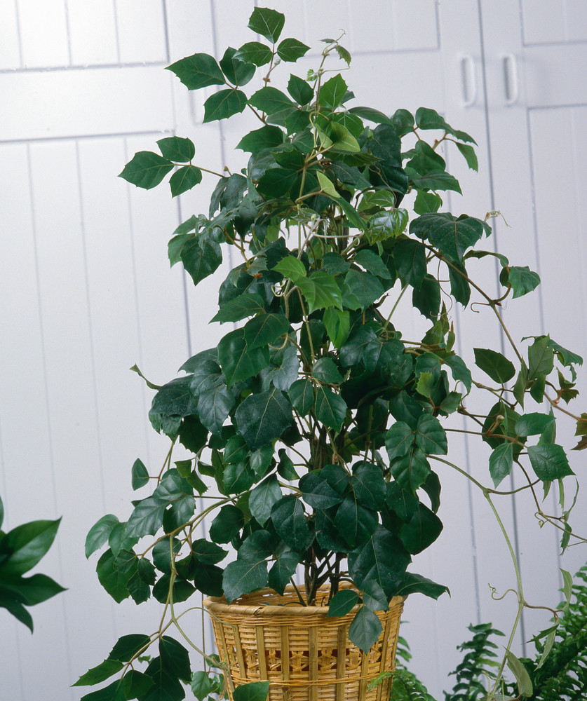 Planta care crește aproape singură. Cum să ai în casă o iederă extrem de simplu de îngrijit