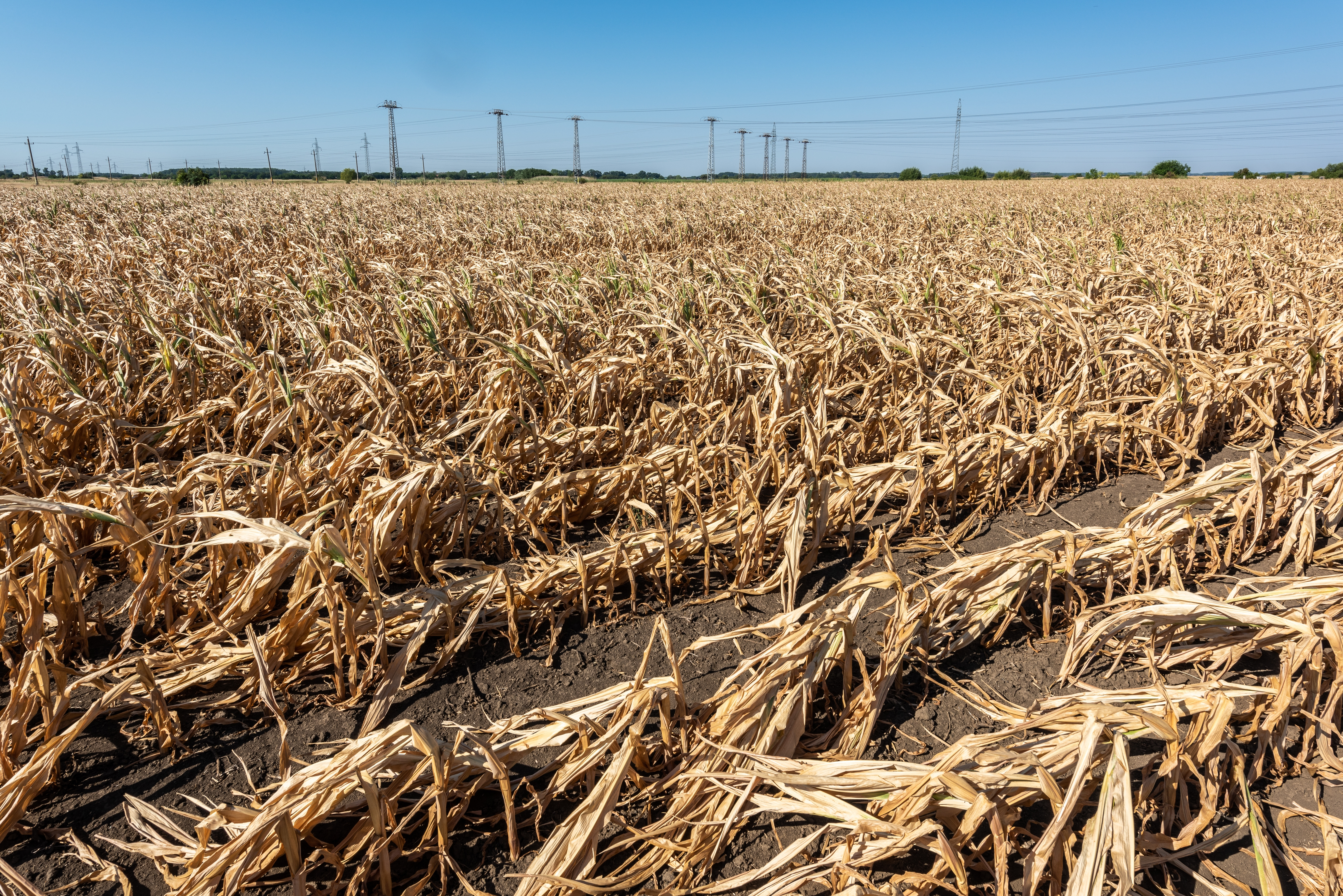 Secetă extremă în România. Măsurile anunțate de Ministerul Agriculturii pentru fermieri: Sprijin de 3.000 lei pe hectar