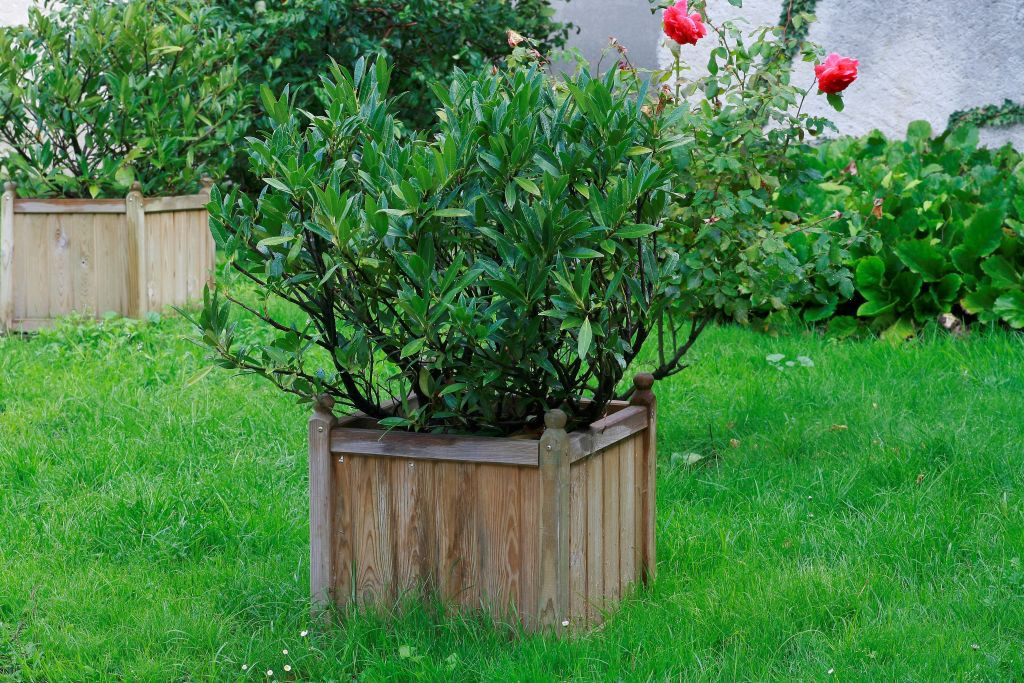 Elveția interzice vânzarea şi importul unei plante populare. Poate provoca otrăviri grave