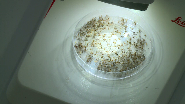 Virusul care a apărut într-un județ din România. Patru cazuri în câteva zile. Un pacient a murit, altul e în stare gravă