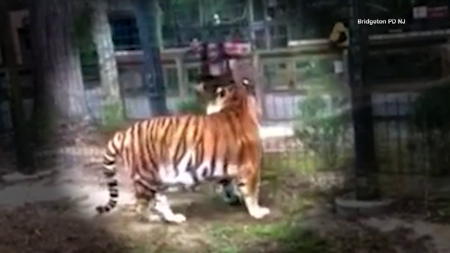 Momentul în care o femeie sare gardul unei gradini zoologice pentru a mângâia un tigru. Acum este căutată de poliție