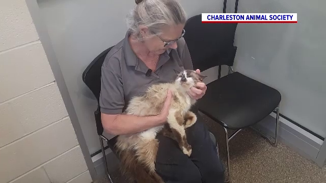 Un motan și-a regăsit stăpâna după ce a lipsit de acasă aproape 11 ani. Momentul revederii a devenit viral pe internet