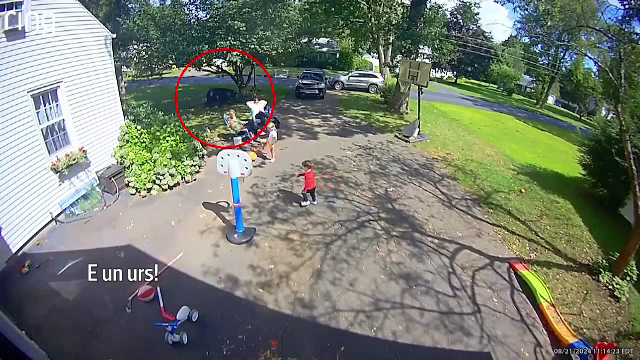 Momentul în care un urs își face apariția în curtea unei case din SUA. Ce s-a întâmplat