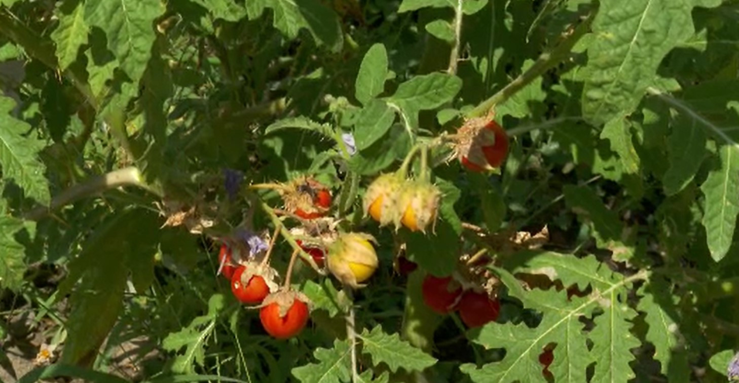 Cum arată „Matilda”, roșia cu gust de zmeură, care rezistă la secetă. Avantajele majore pe care le are față de alte soiuri