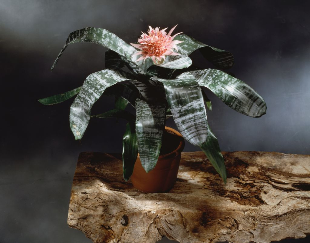 Aechmea fasciata - Cum să uzi corect „planta vază” și cum o ajuți să facă o floare spectaculoasă