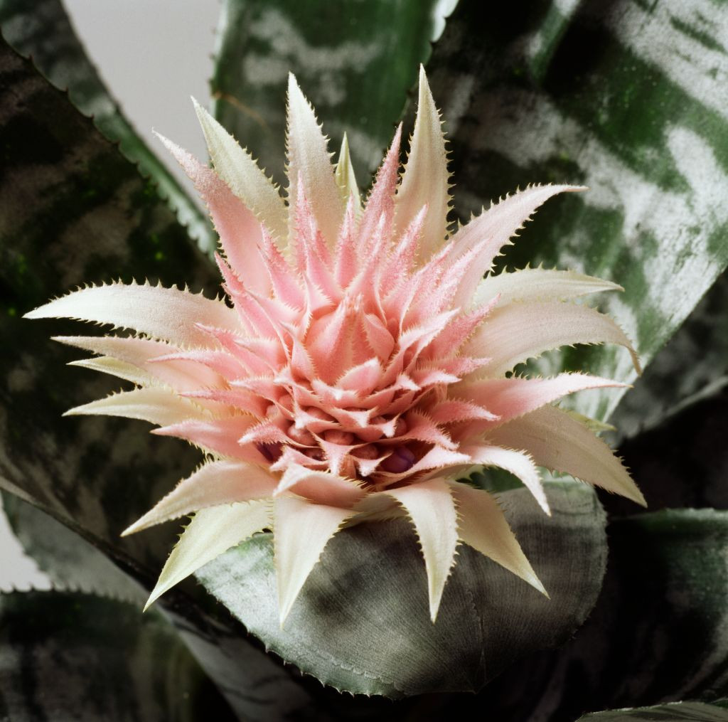 Aechmea fasciata