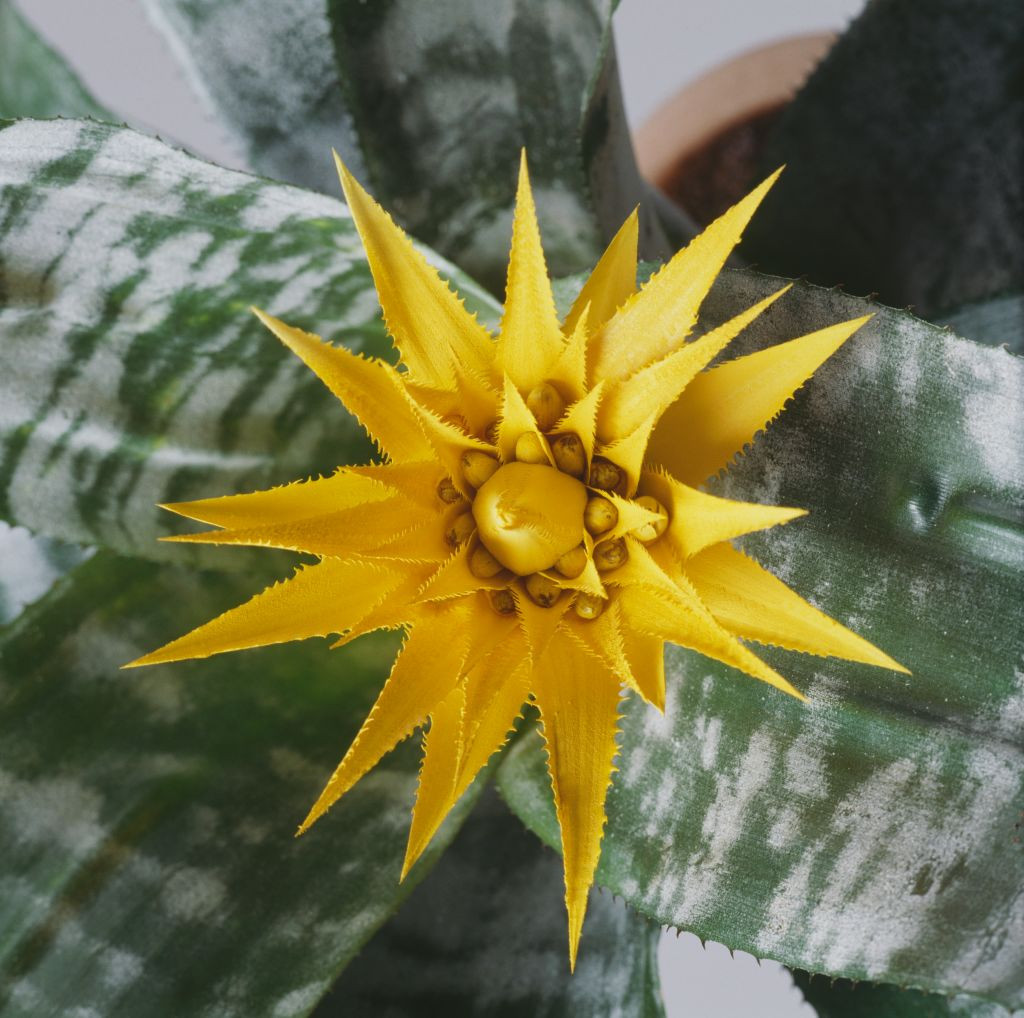 Aechmea fasciata