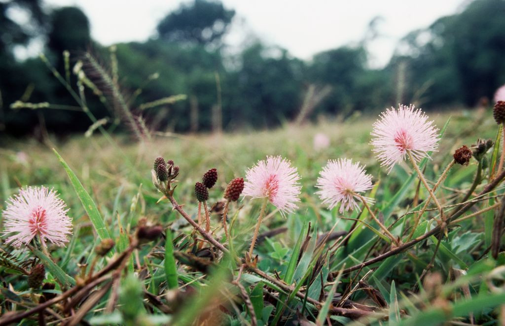 „Mimosa pudica”, planta buruiană pe care mulți o cresc în apartament. Ce se întâmplă dacă îi atingi frunzele