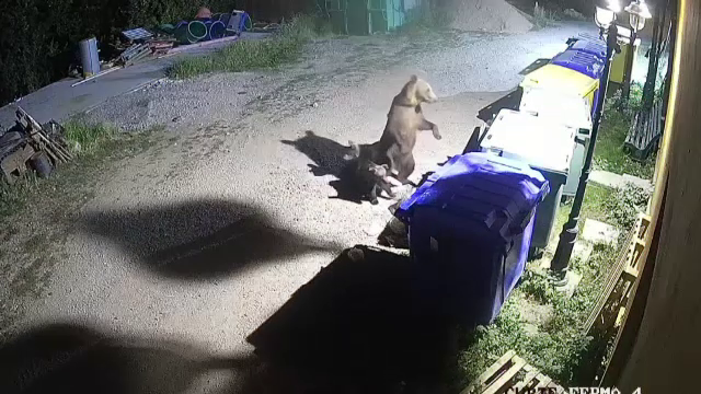 Urși în căutare de hrană la Grădina Zoo din Târgu Mureș. Au rupt încuietoarea tomberoanelor pentru a mânca