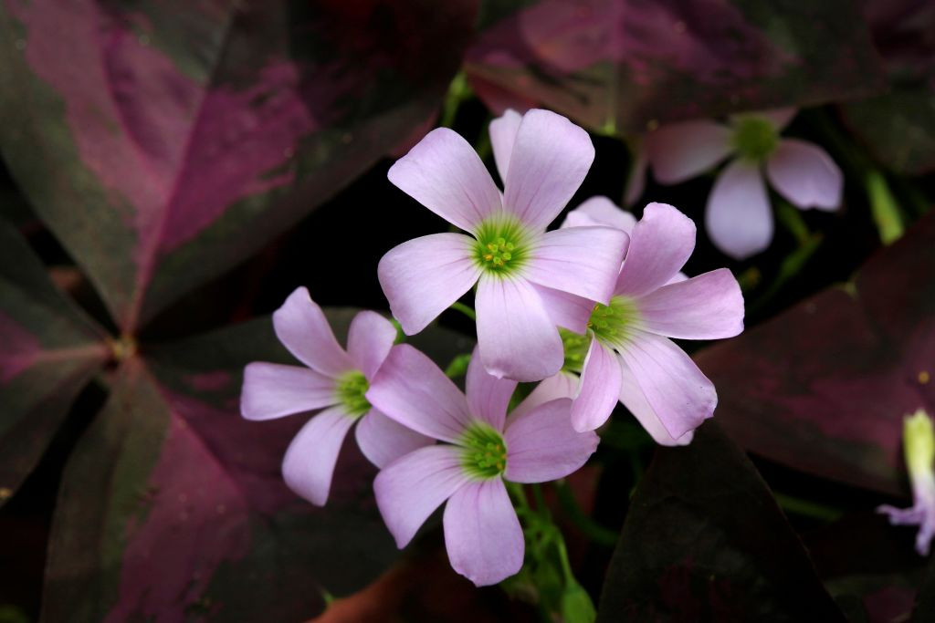 Oxalis triangularis