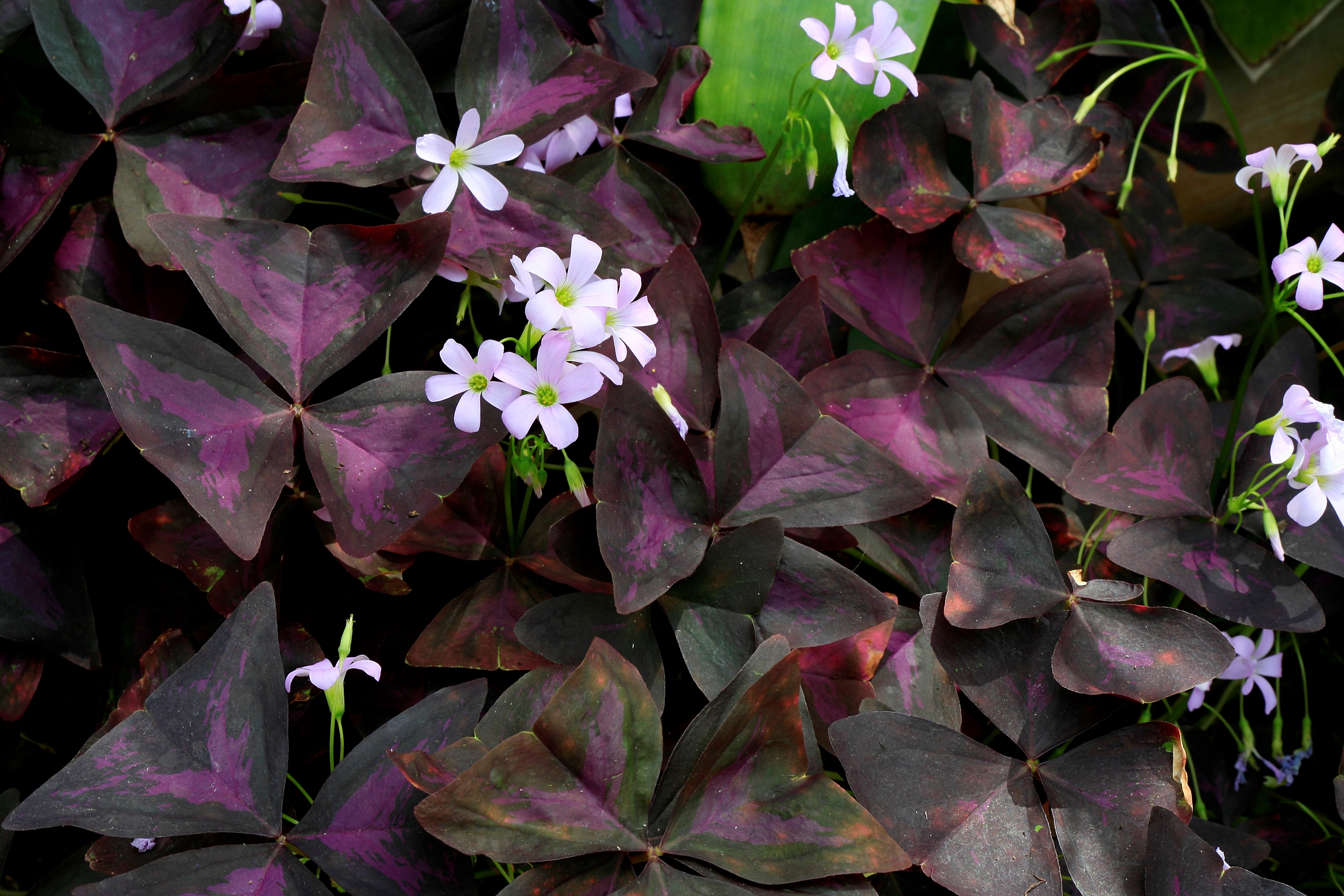 Oxalis triangularis