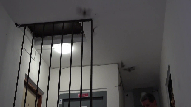 Invazie de lilieci într-un bloc din Slovacia: „Nu am mai avut până acum așa vizitatori”