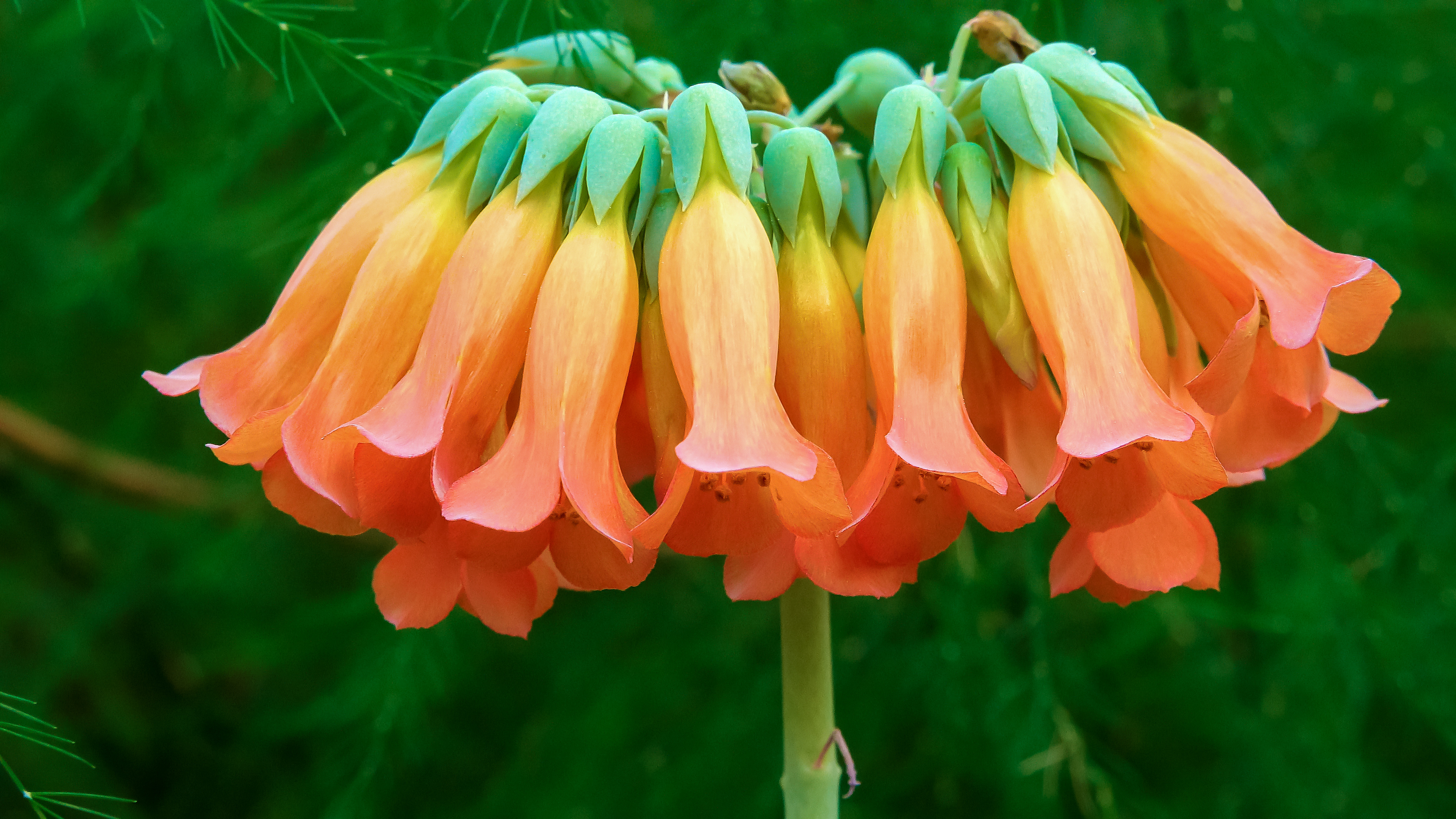 Kalanchoe blossfeldiana