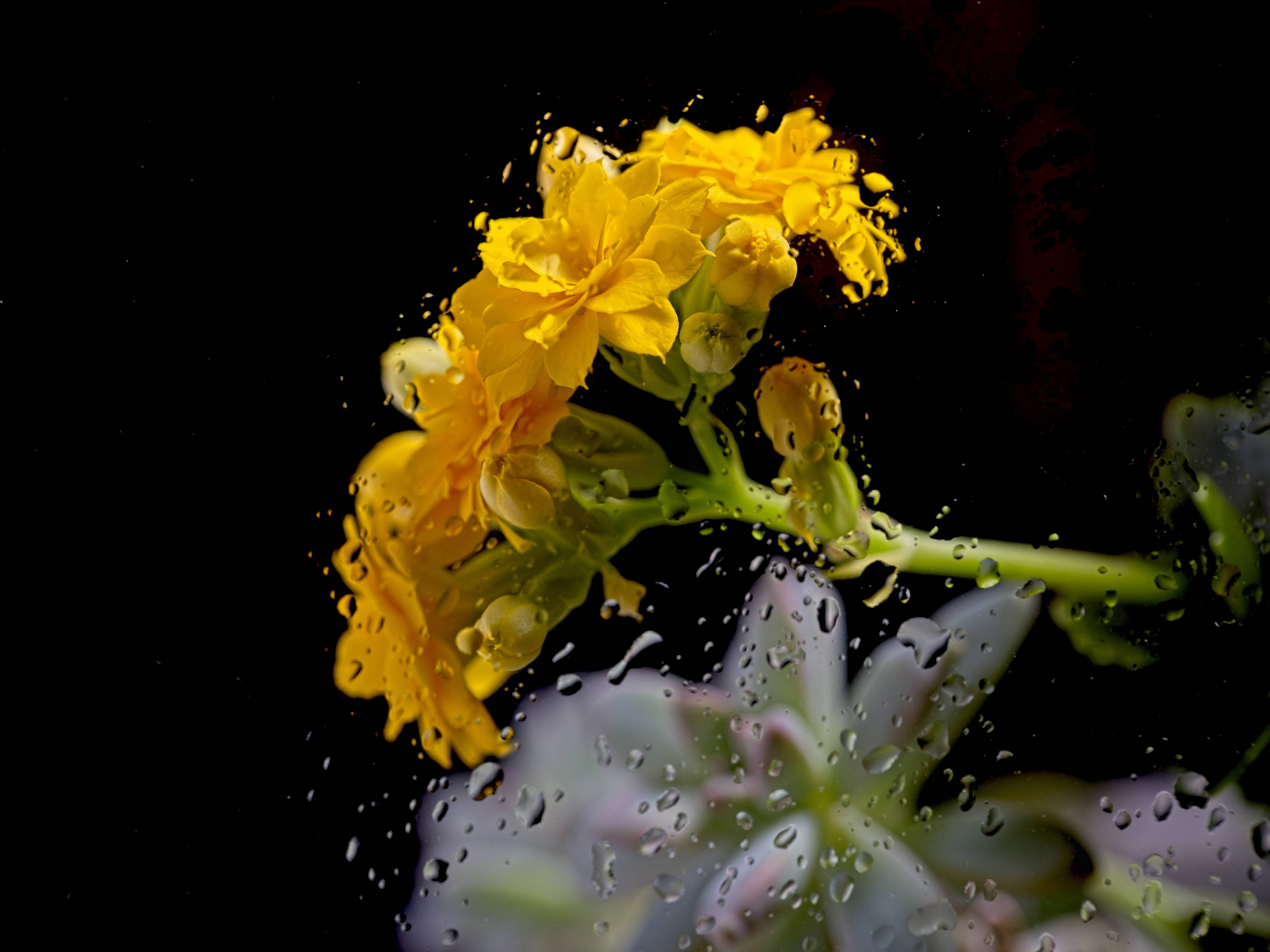 Kalanchoe blossfeldiana