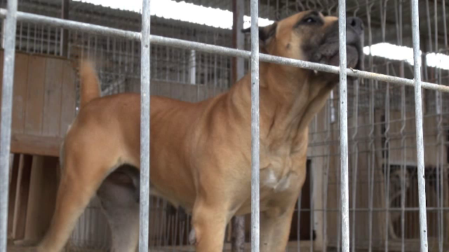 Un câine din rasa Dogo Canario, care ar fi fost abandonat, a speriat locuitorii unui sat din Bacău. Oamenii au sunat la 112