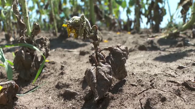 Fermierii sunt disperați, după ce seceta a pârjolit pământul peste tot în țară. Guvernul promite să le ofere despăgubiri