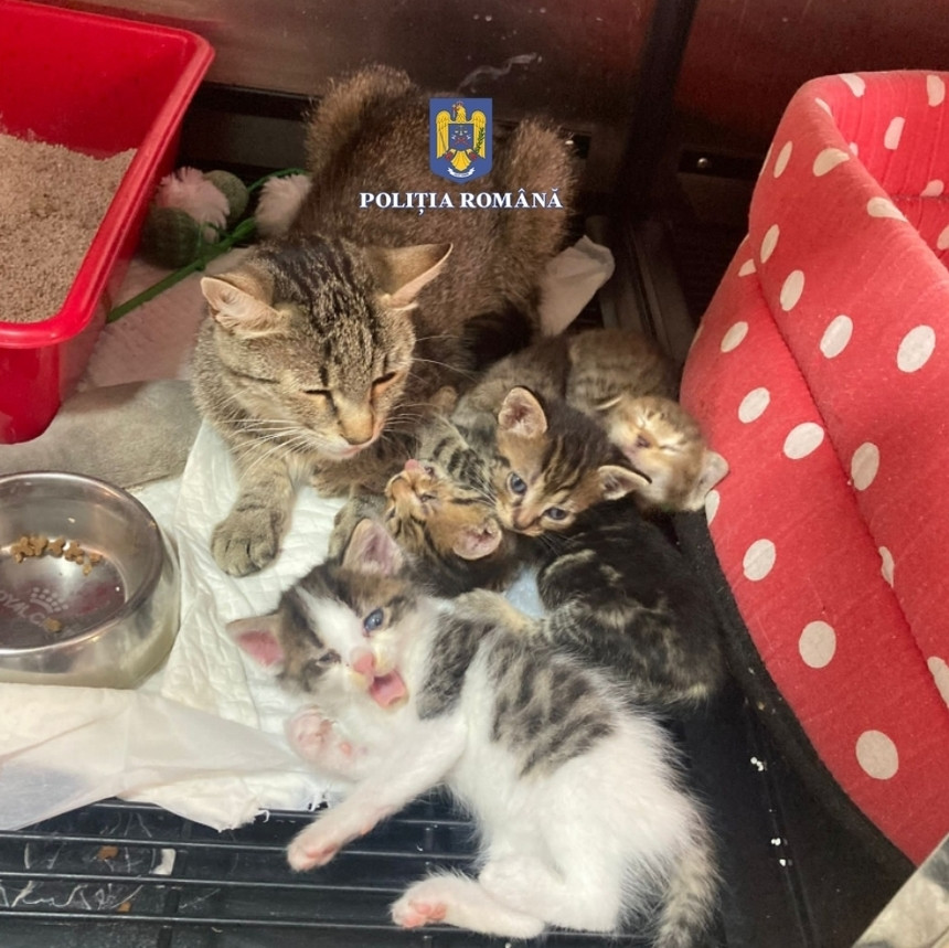 Ce amendă a primit o femeie din Mureș, după ce a abandonat pe stradă o pisică şi patru pui ai acesteia
