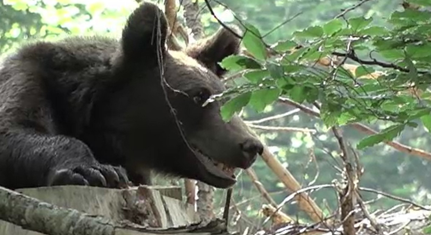 Băiat de 14 ani, atacat de urs în judeţul Argeş, pe Transfăgărăşan. În zonă a fost emis un mesaj RO-Alert