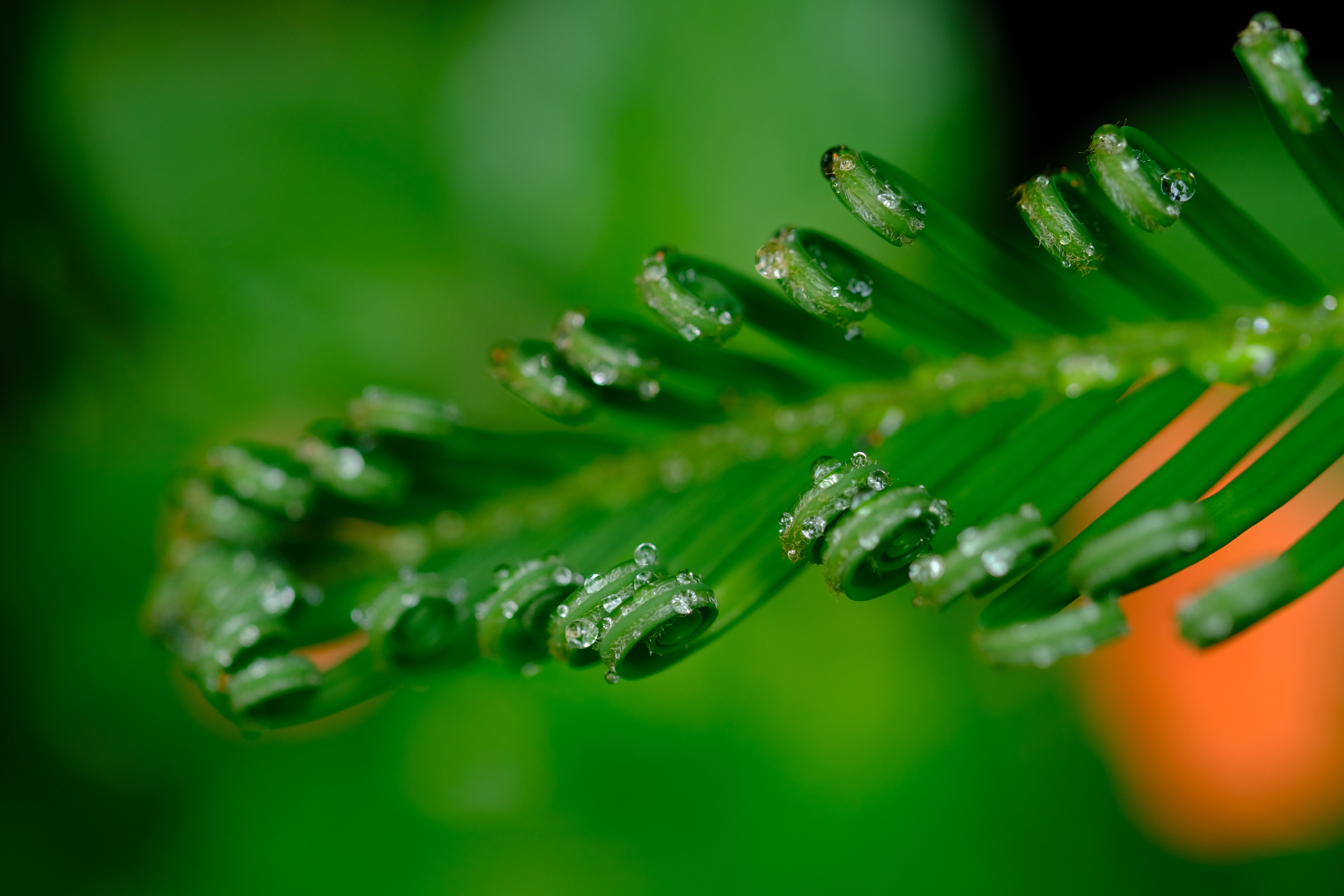 Nephrolepis exaltata
