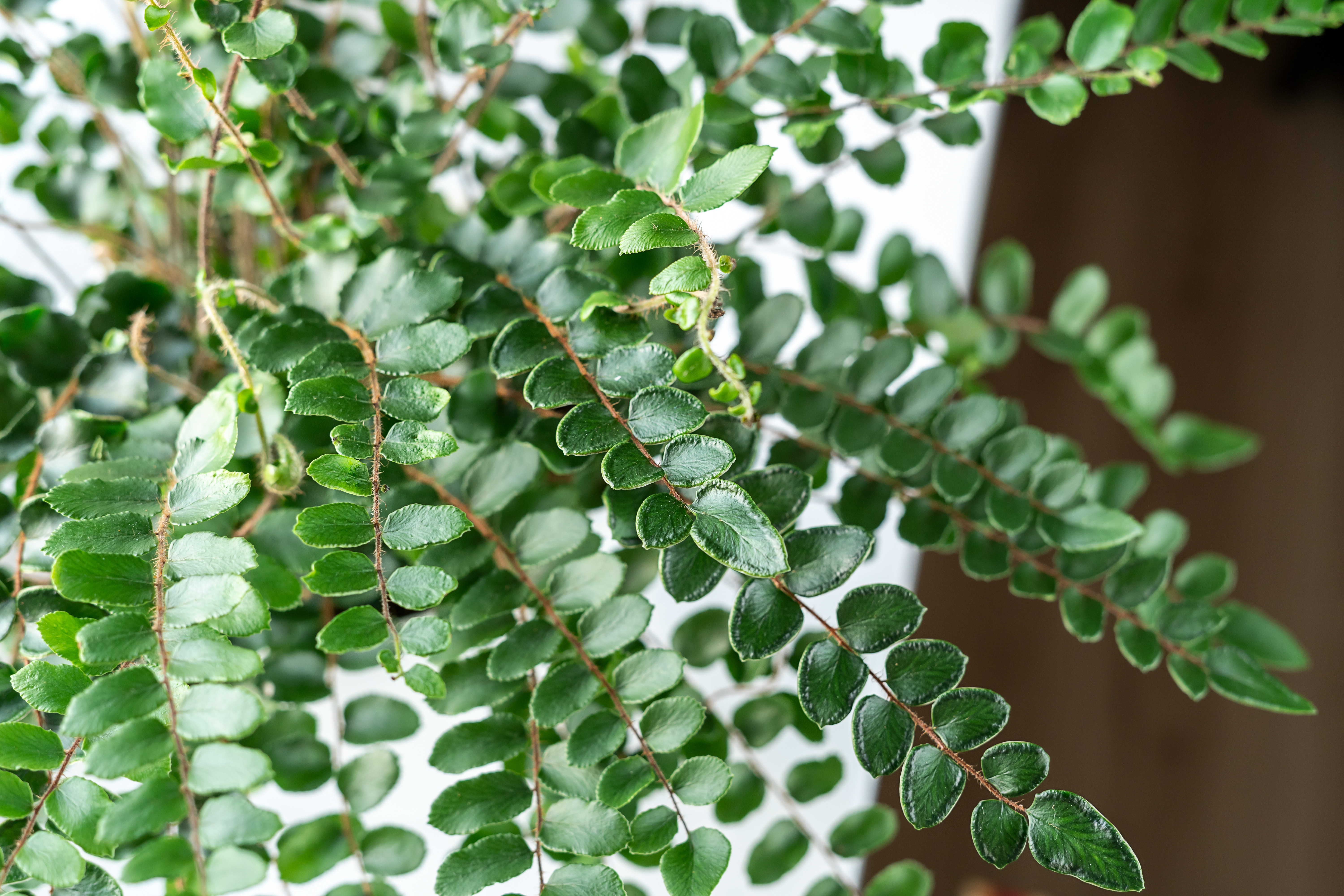 Nephrolepis exaltata