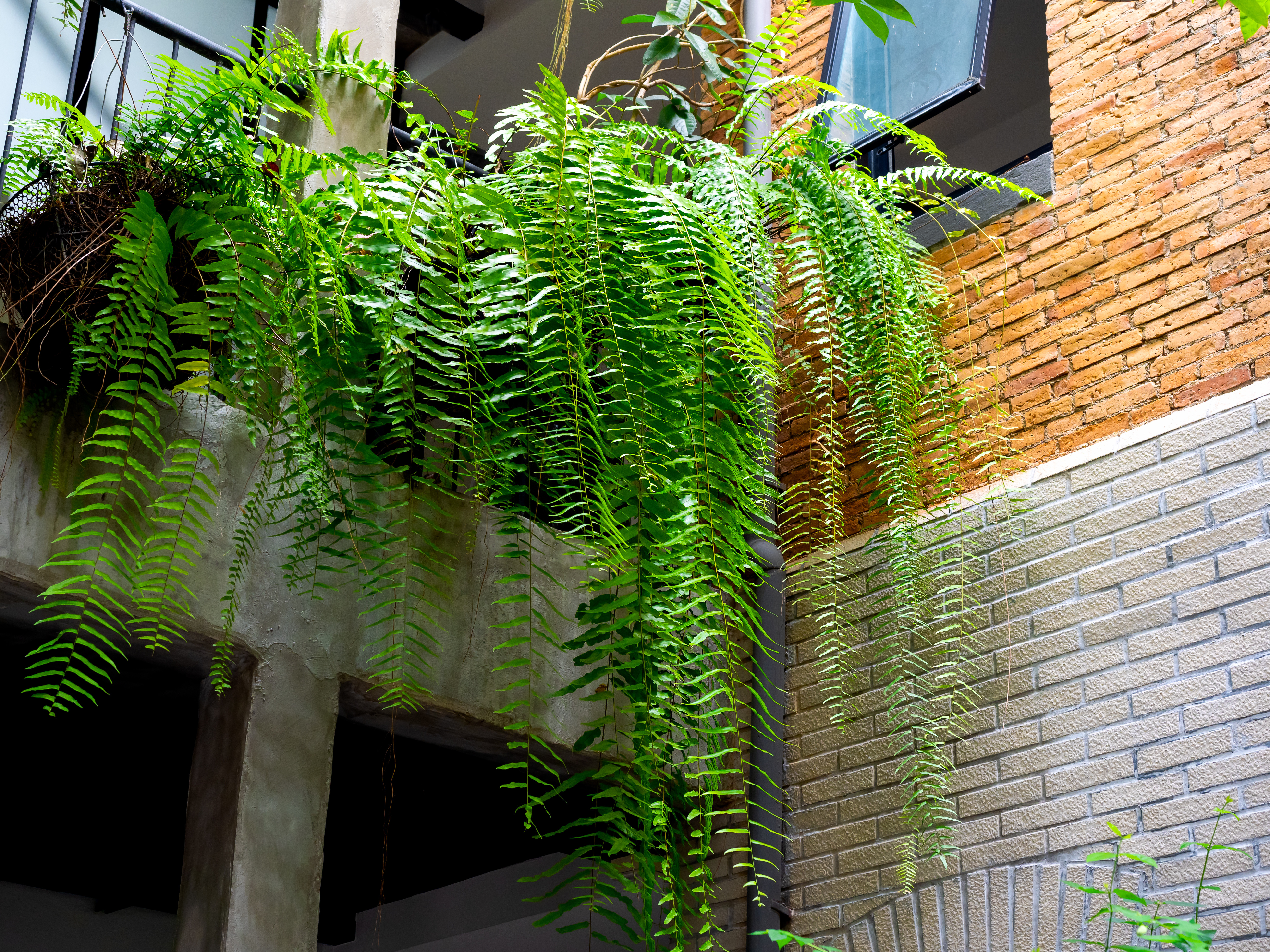 Nephrolepis exaltata