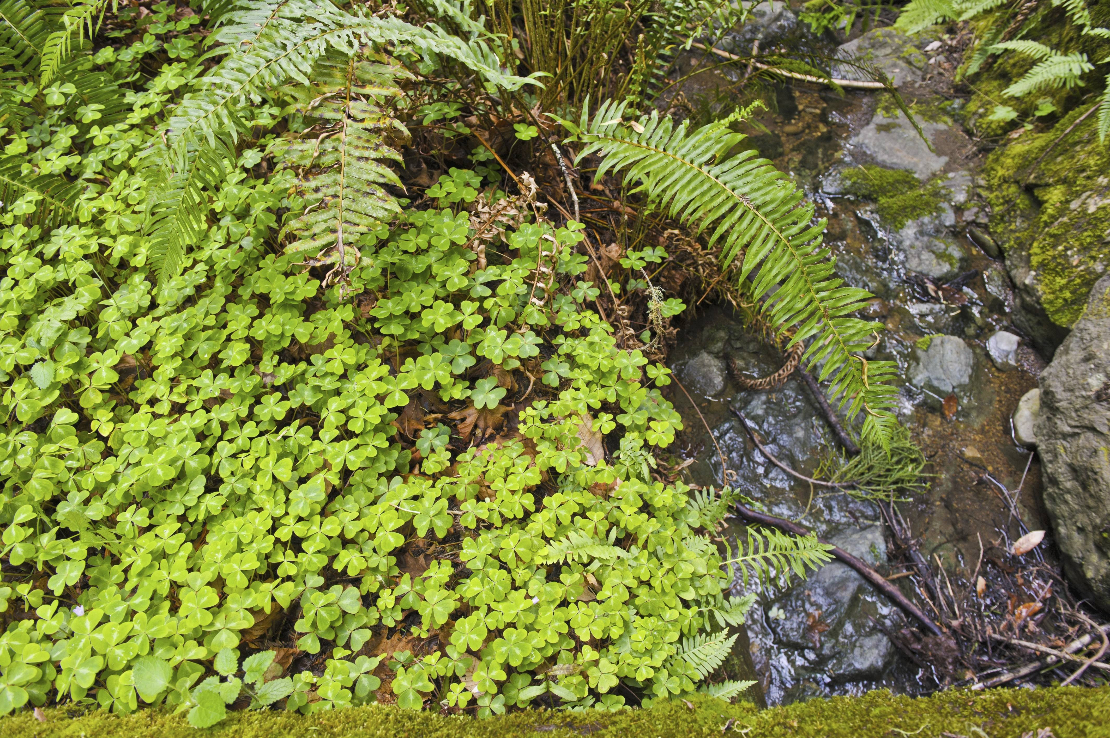 Nephrolepis exaltata