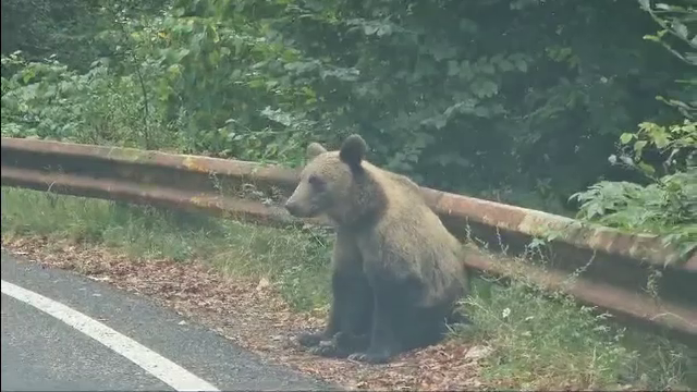 Ministrul Mediului, despre problema gestionării urşilor: „Amenziile crescute pentru români pot să fie o soluţie”