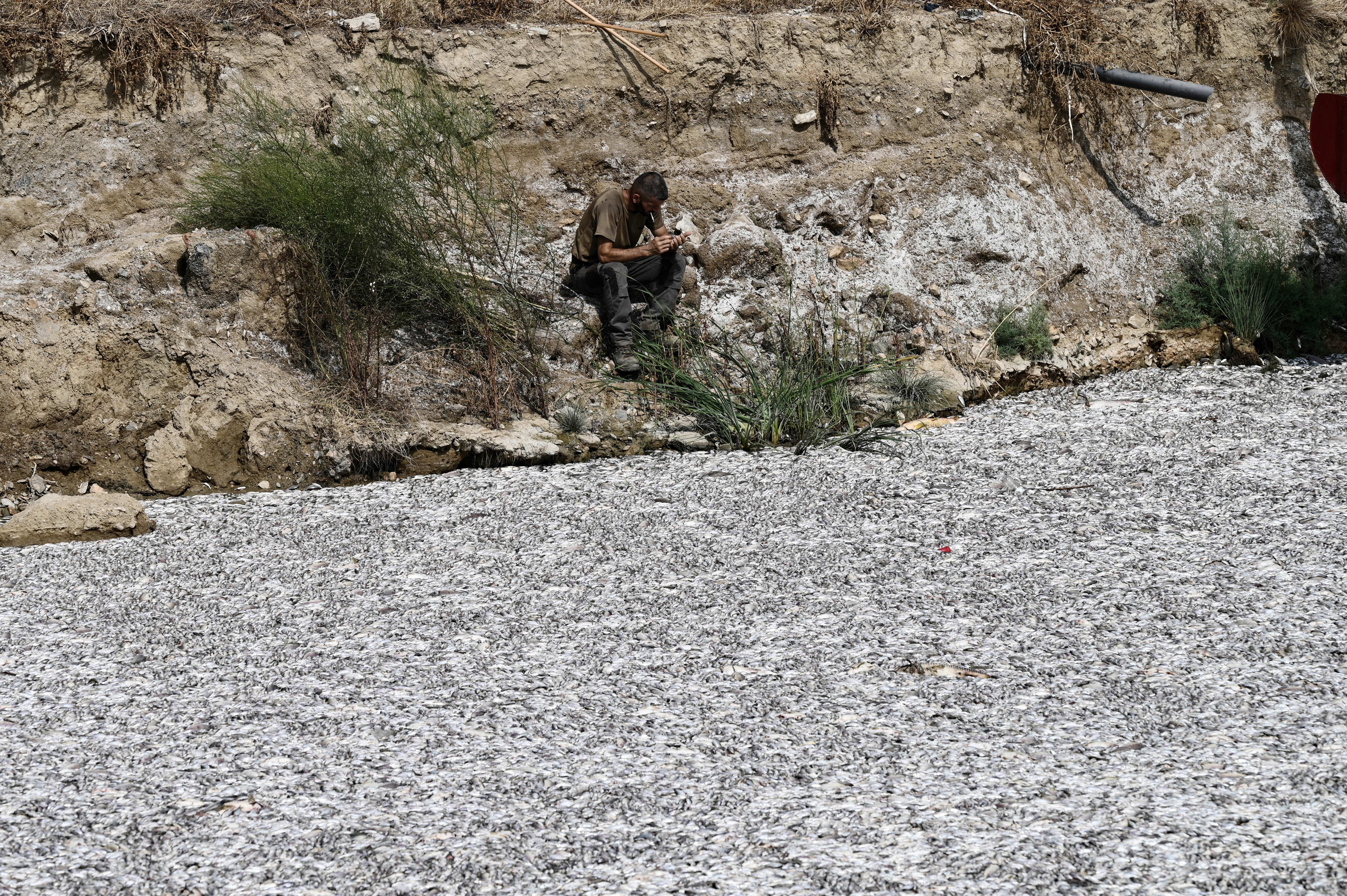 Tone de pești morți au umplut portul turistic Volos din Grecia. A fost declarată stare de urgenţă. GALERIE FOTO