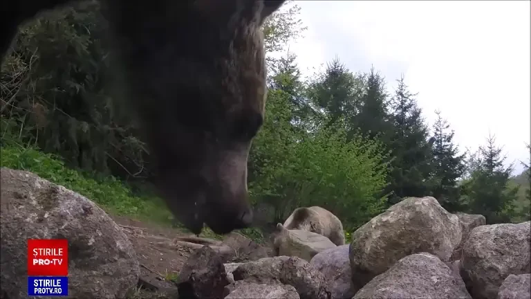 Ursul, țap ispășitor, o anchetă semnată de Rareș Năstase, se vede pe 8 septembrie la România, te iubesc!