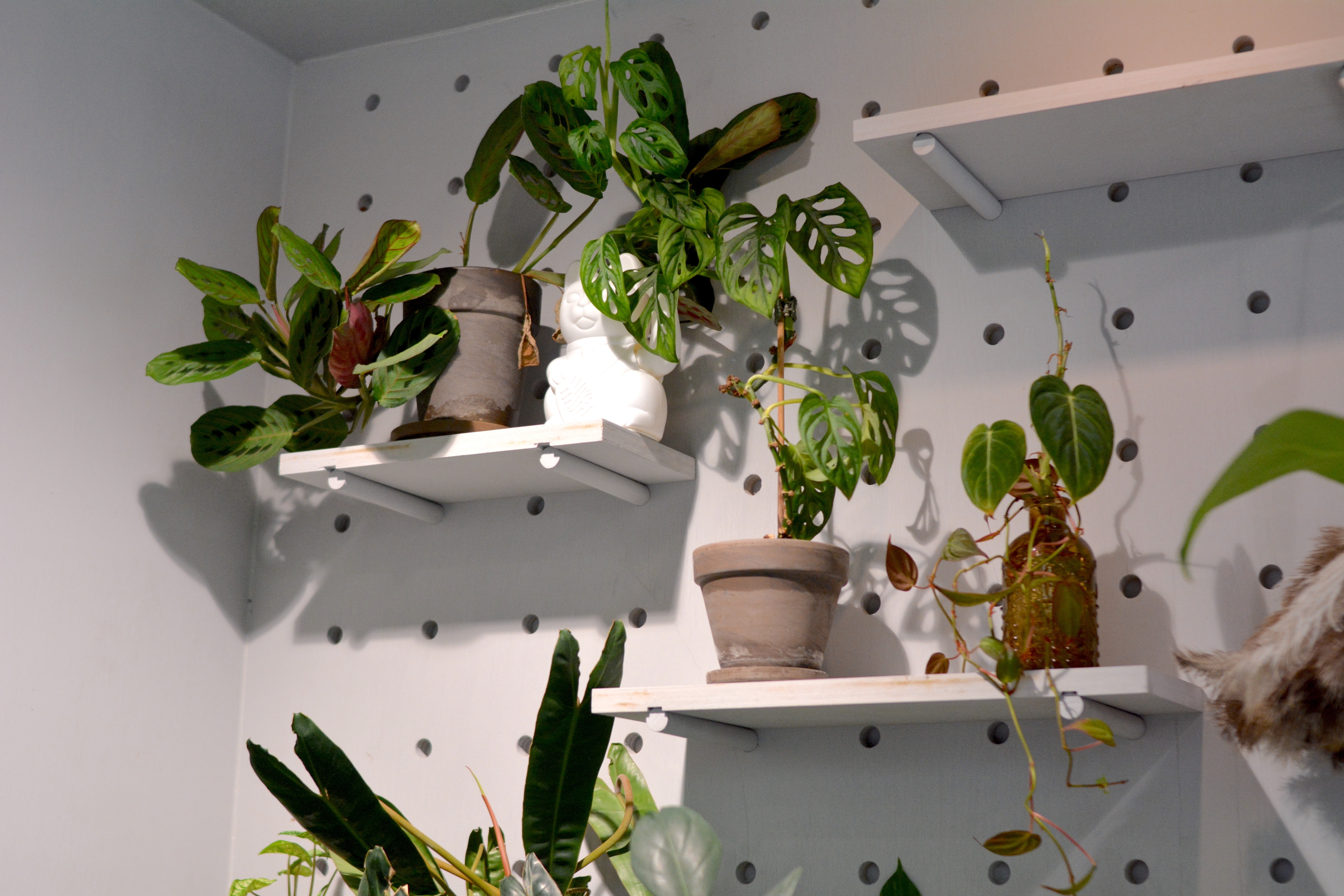 Cum arată planta care „se roagă” și de ce este bine să o avem în casă. Cum trebuie îngrijită „floarea rugăciunii”