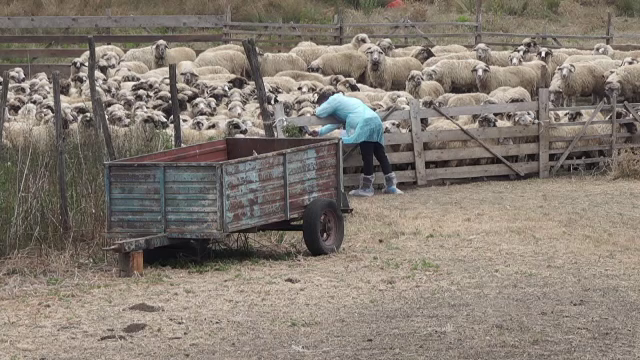 Măsurile anunțate de guvern pentru a opri extinderea pestei la oi. Mișcarea animalelor între ferme, interzisă 30 de zile