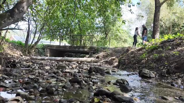 Aproximativ o sută de pești și raci au fost salvați dintr-un pârâu secat din Brașov