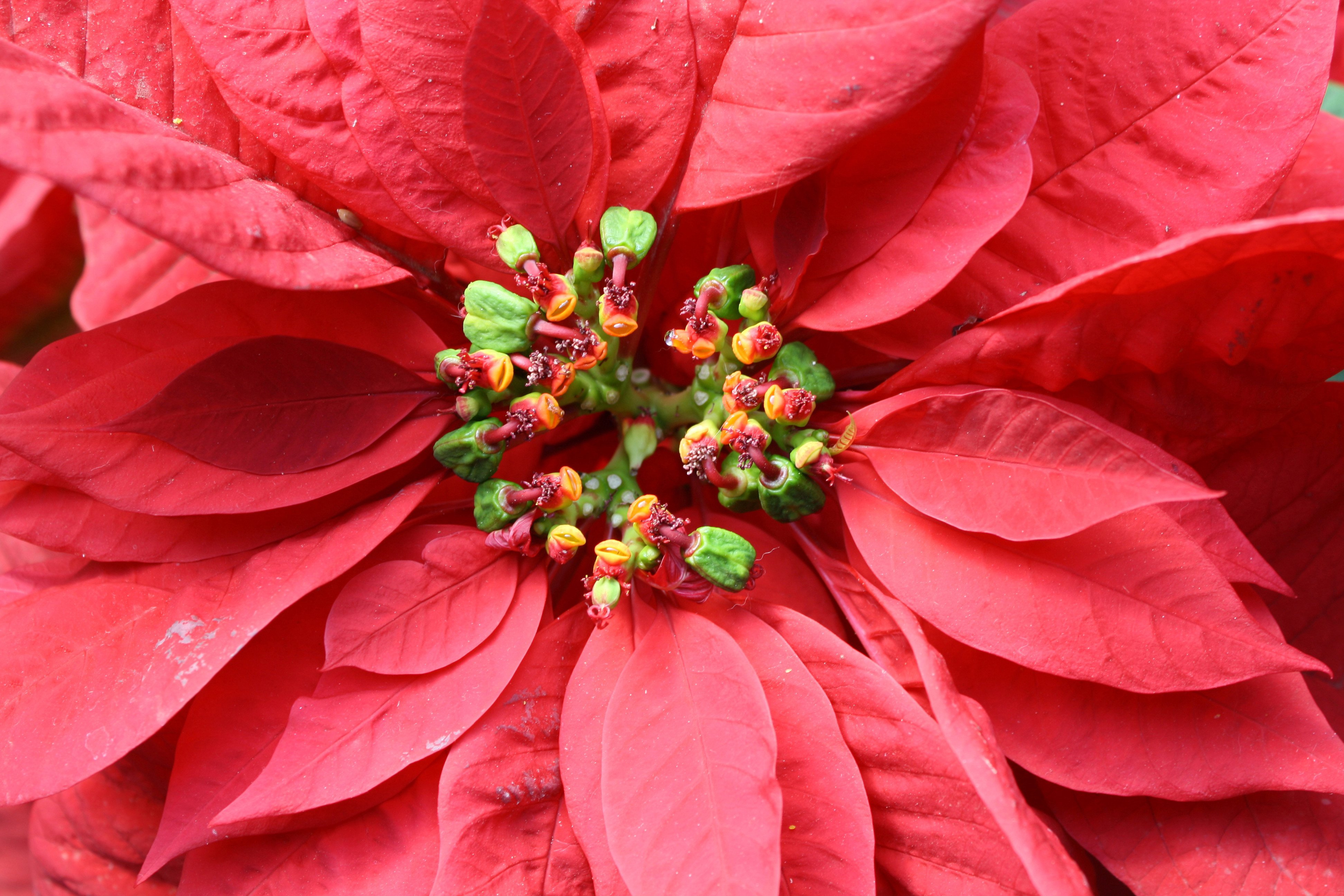 Totul despre Crăciuniță sau Steaua Crăciunului. Cum să o păstrezi înflorită tot anul