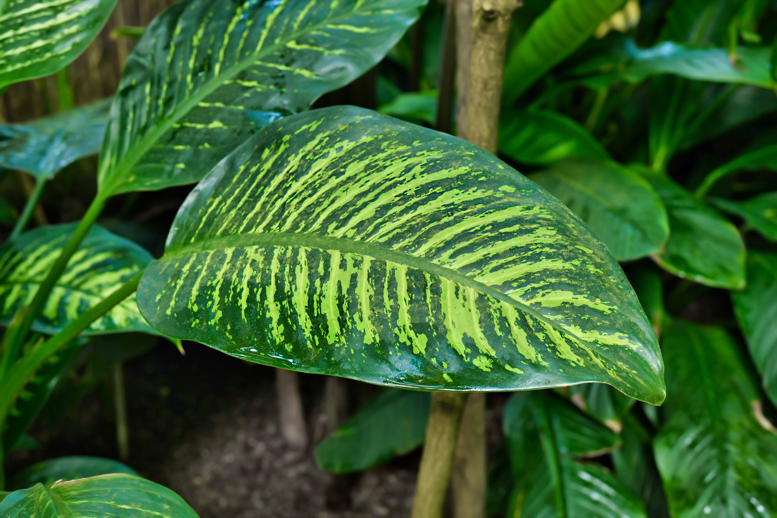 Trestia mută, planta care poate ajunge la trei metri înălțime. Ce trebuie să știi despre ea și cum se îngrijește