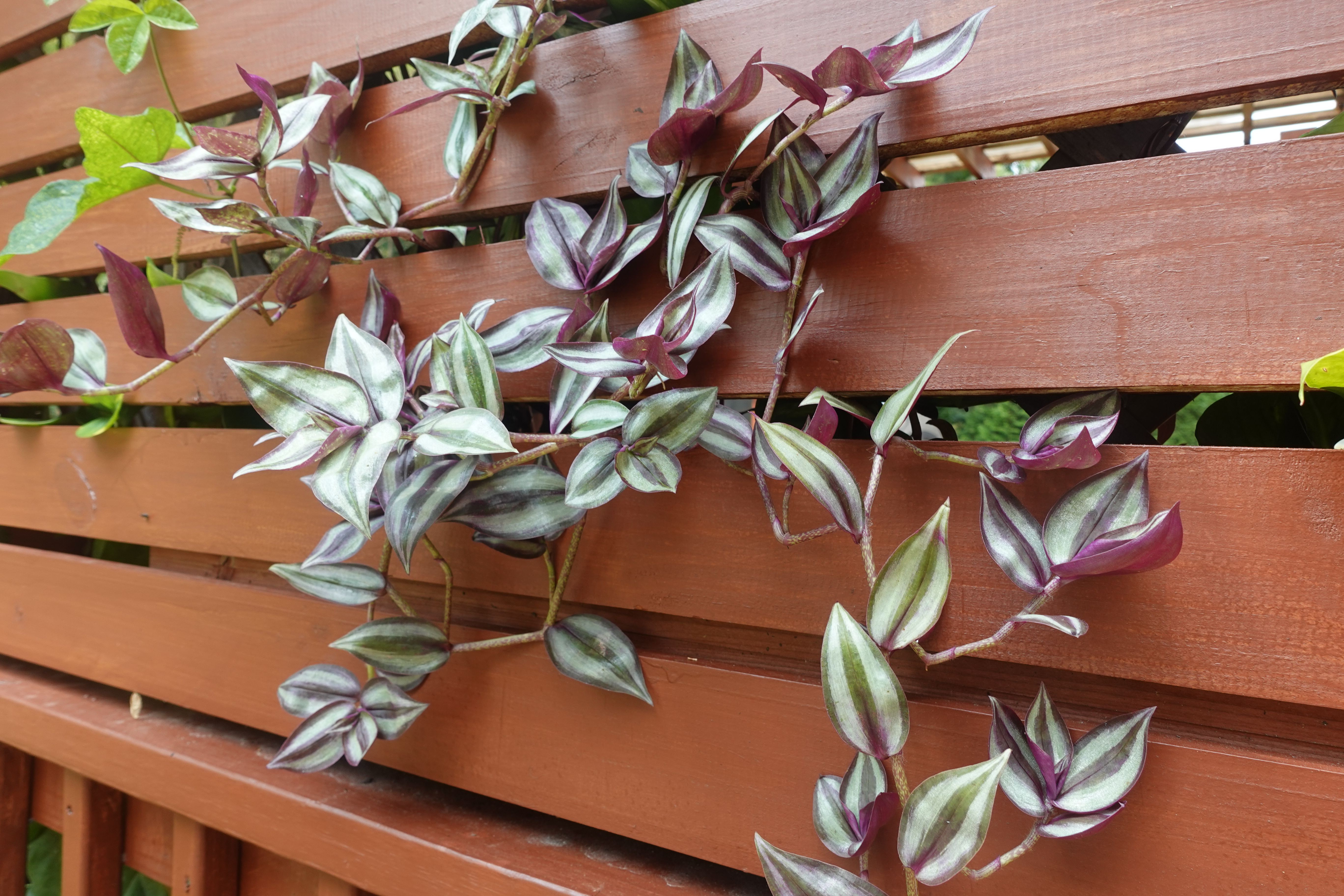 Tradescantia zebrina. Care sunt cele mai frumoase varietăți pe care le poți avea în casă