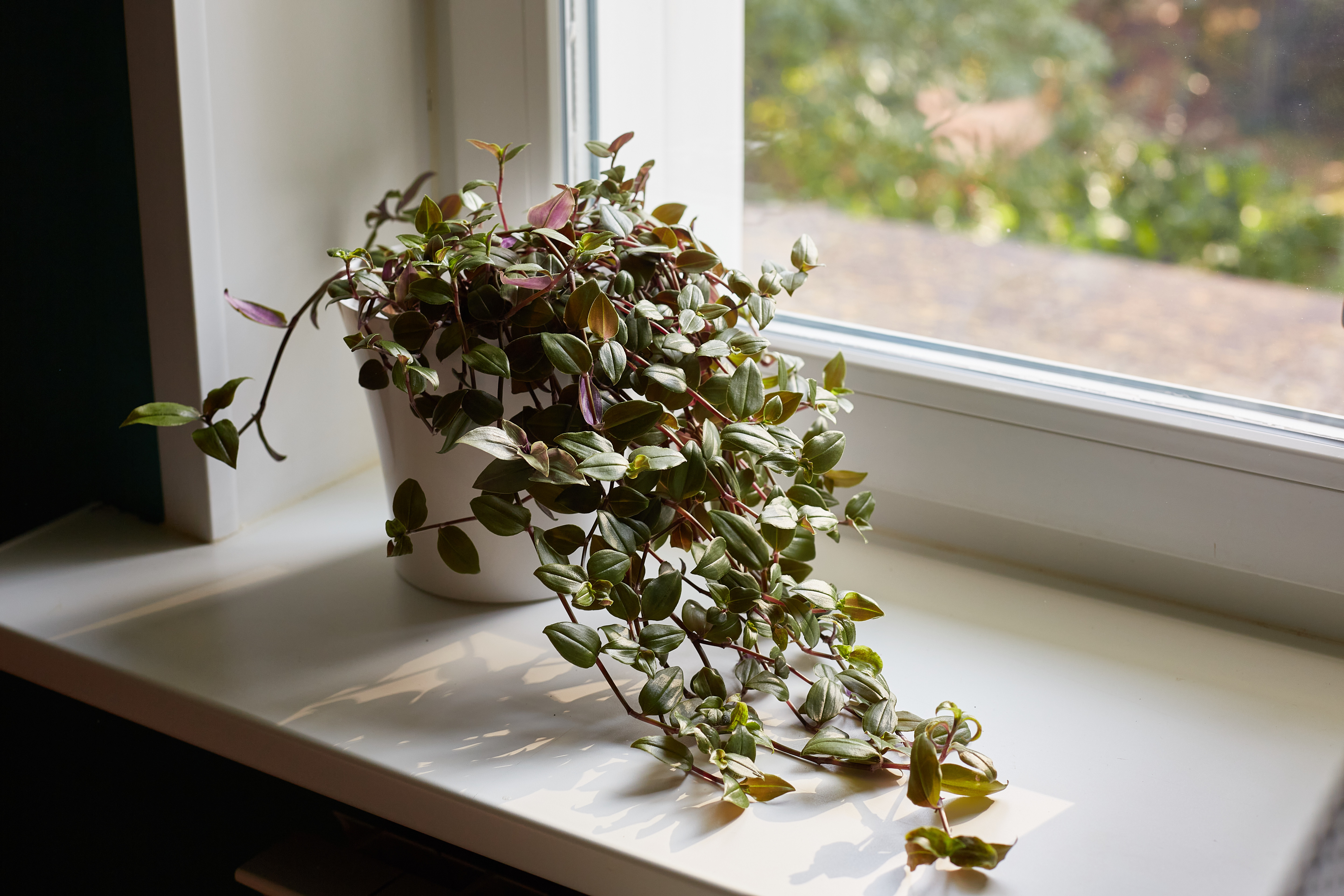 Tradescantia zebrina