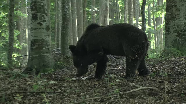 Un bărbat din Bistrița a fost atacat de urs pe o păşune