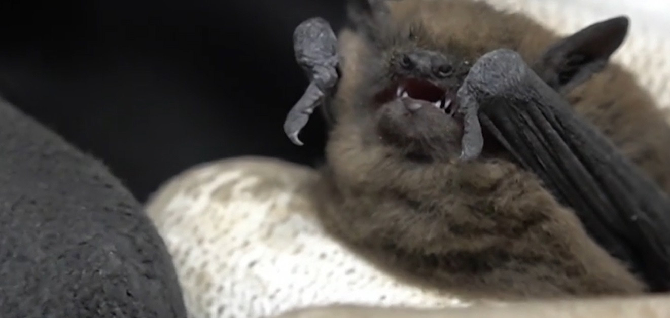 Sute de lilieci au năvălit în Spitalul Județean din Iași. Imaginile surprinse de pacienți