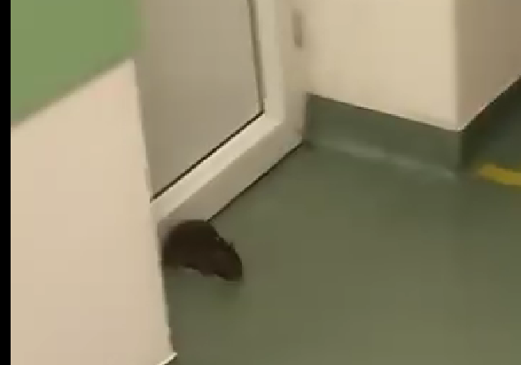 Reacția unui pacient când un șobolan a căzut din tavan, într-un spital din Timiș. Animalul a fost ucis cu o sticlă. VIDEO